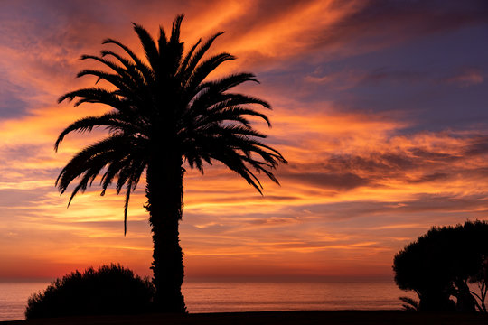 Silhouette of a Palm Tree by the Ocean at Sunset