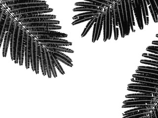silhouette leaf pattern of Caesalpinia pulcherrima (peacock flower) on white background