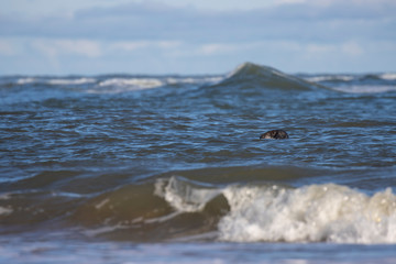 grey seals, Halichoerus grypus, heads bobbing above surface of sea between two waves on a sunny...