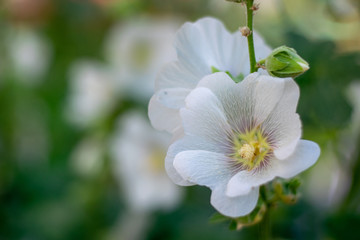 White mallow flowers close-up 1