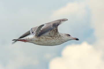 Flying seagull in the sky