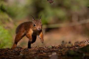 Naklejka na ściany i meble red squirrel, Sciurus vulgaris, running mid air along forest floor ground with pine cones/needles displaying running gait during autumn with orange and red colours in Scotland.