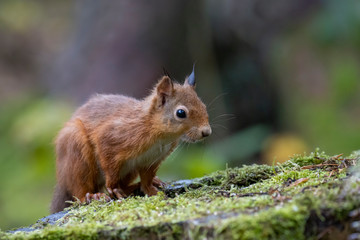 Naklejka na ściany i meble Red Squirrel, Sciurus vulgaris, sat on a tree stump covered in moss within a pine forest with background. Taken during autumn with orange and red in Scotland.