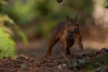 red squirrel, Sciurus vulgaris, running mid air along forest floor ground with pine cones/needles displaying running gait during autumn with orange and red colours in Scotland.