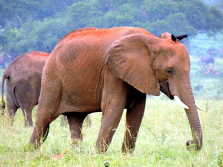 Obraz na płótnie Canvas Elefante