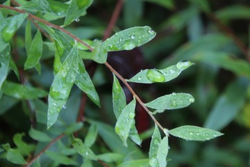 rain droplets on leaf