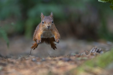 Naklejka na ściany i meble red squirrel, Sciurus vulgaris, running mid air along forest floor ground with pine cones/needles displaying running gait during autumn with orange and red colours in Scotland.