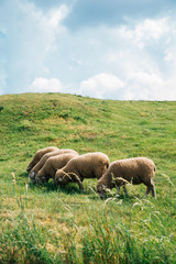 Naklejka na ściany i meble Sheeps on grass field at Devin Castle in Slovakia