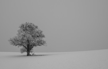 Einsamer verschneiter Baum, Schwarz-Weiss  - 296769802