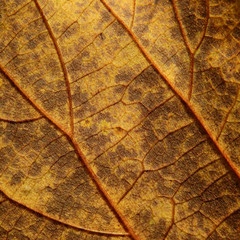 dry brown leaf texture