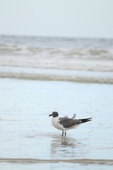 Seagull on overcast day
