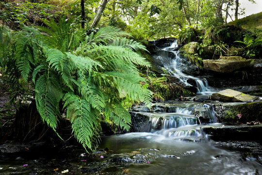 waterfall in the forest dolly folly falls yorkshire
