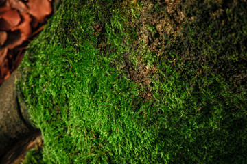 green pillow