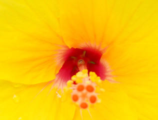 spider on pollen of Chinese Rose ( Hibiscus rosa sinensis )