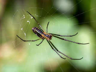 Tetragnathidae long-jawed orb weaver spider in a web 2