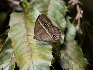 Fototapeta premium Mycalesis gotama chinese bushbrown butterfly on leaf 1