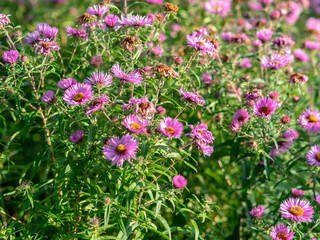 autumn picture with beautiful colored leaves, blurred background