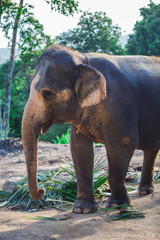 Fototapeta na wymiar Beautiful elephant walks in nature in Thailand