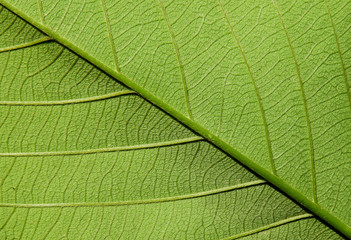 green leaves texture
