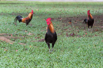 chickens finding food on the grass