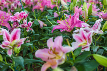 Beautiful pink water lily in green park