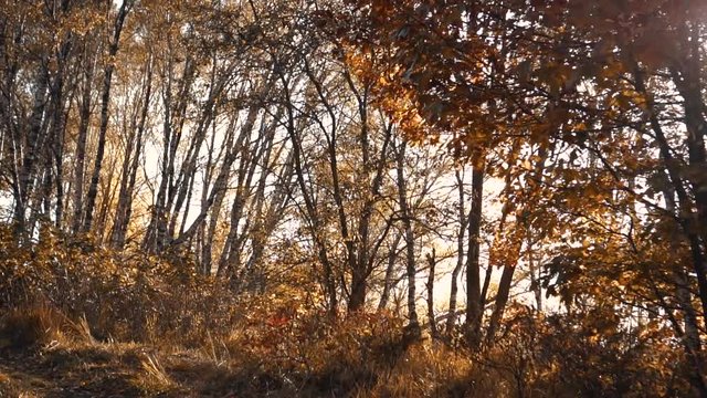 yellow autumn trees in the sun