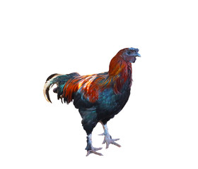 Rooster isolated on a white background    