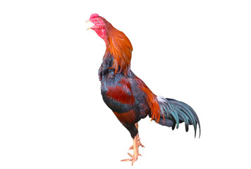 Rooster isolated on a white background    