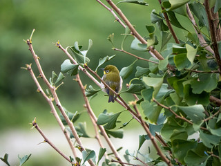 Japanese warbling white-eye in a ginkgo tree 3