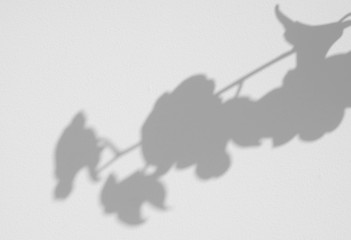 shadow of orchid on white wall background
