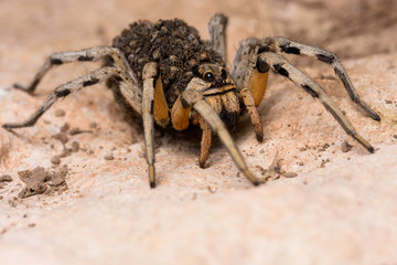 mother wolf spider (Lycosa hispanica) with babies 