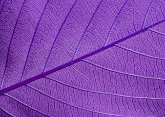 purple leaves texture - macro style