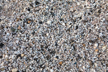 Texture coquillages pour arriere plan