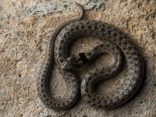 false smooth snake (Macroprotodon brevis)