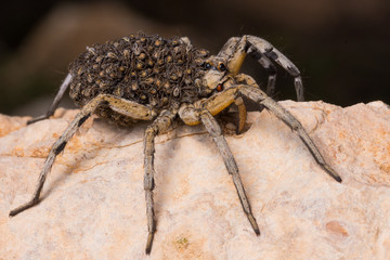 mother wolf spider (Lycosa hispanica) with babies 