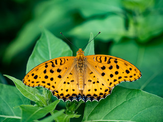 Argynnis hyperbius Indian fritillary butterfly on a leaf 16