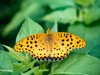 Argynnis hyperbius Indian fritillary butterfly on a leaf 14