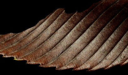 dry autumn brown leaf texture
