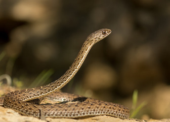 Montpellier snake (Malpolon monspessulanus) female