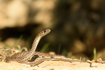 Montpellier snake (Malpolon monspessulanus) female