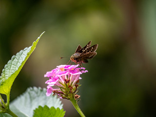 Parnara guttata common straight swift butterfly 2