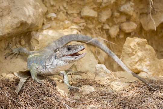 Sierra Nevada Ocellated Lizard (Timon nevadensis)