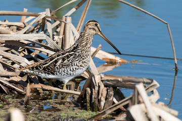 Bécassine des marais,.Gallinago gallinago, Common Snipe