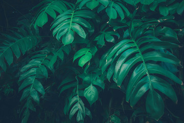 Creative tropical green leaves layout. Concept : Green leaves background / Nature spring.