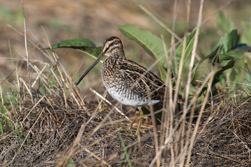 Bécassine des marais,.Gallinago gallinago, Common Snipe