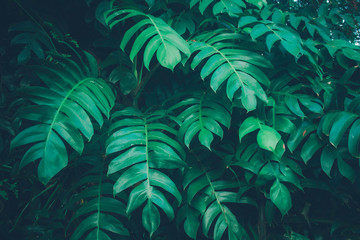 Creative tropical green leaves layout. Concept : Green leaves background / Nature spring..