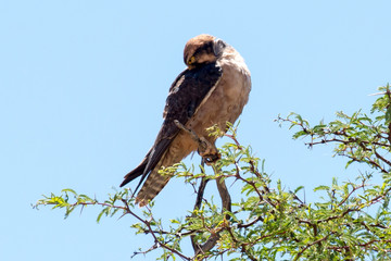 Faucon lanier,.Falco biarmicus, Lanner Falcon