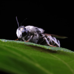 Diptera insects in nature