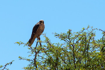 Faucon lanier,.Falco biarmicus, Lanner Falcon