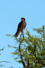 Faucon lanier,.Falco biarmicus, Lanner Falcon